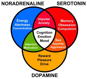 bilim ve teknoloji-beyin kimyasalı-adrenalin-davranış-uyarıcı-labpoint